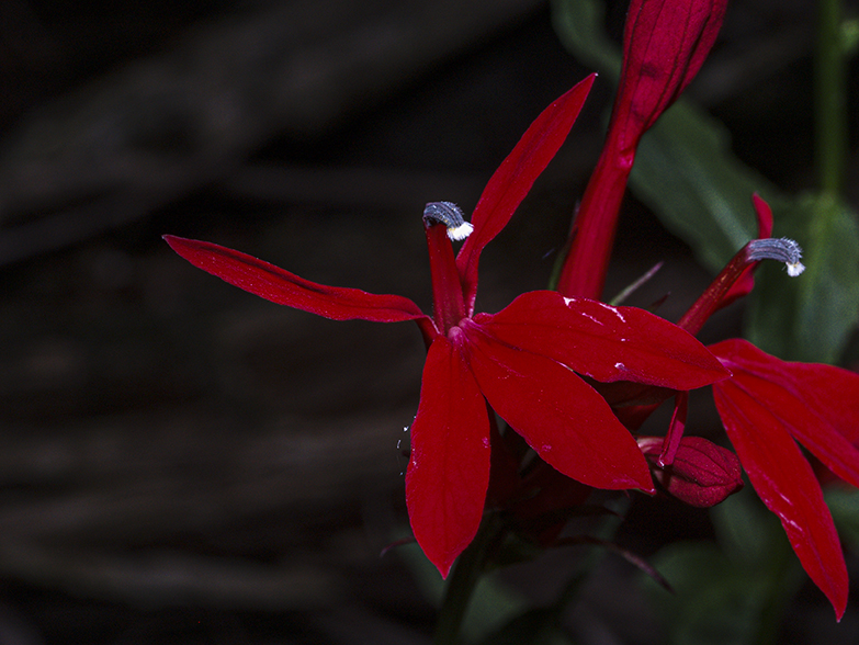 Red Flowers at Roose