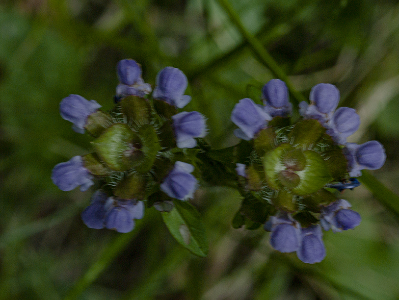 Common Selfheal at Roose