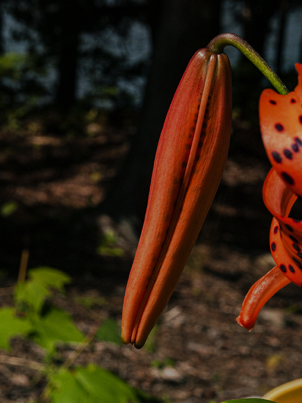 Tiger Lily bud