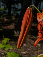 Tiger Lily bud