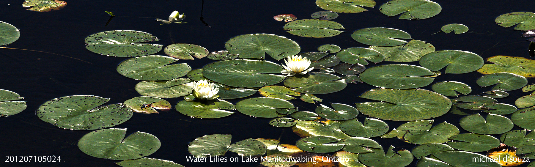 Water lillies on Manitouwabing Lake