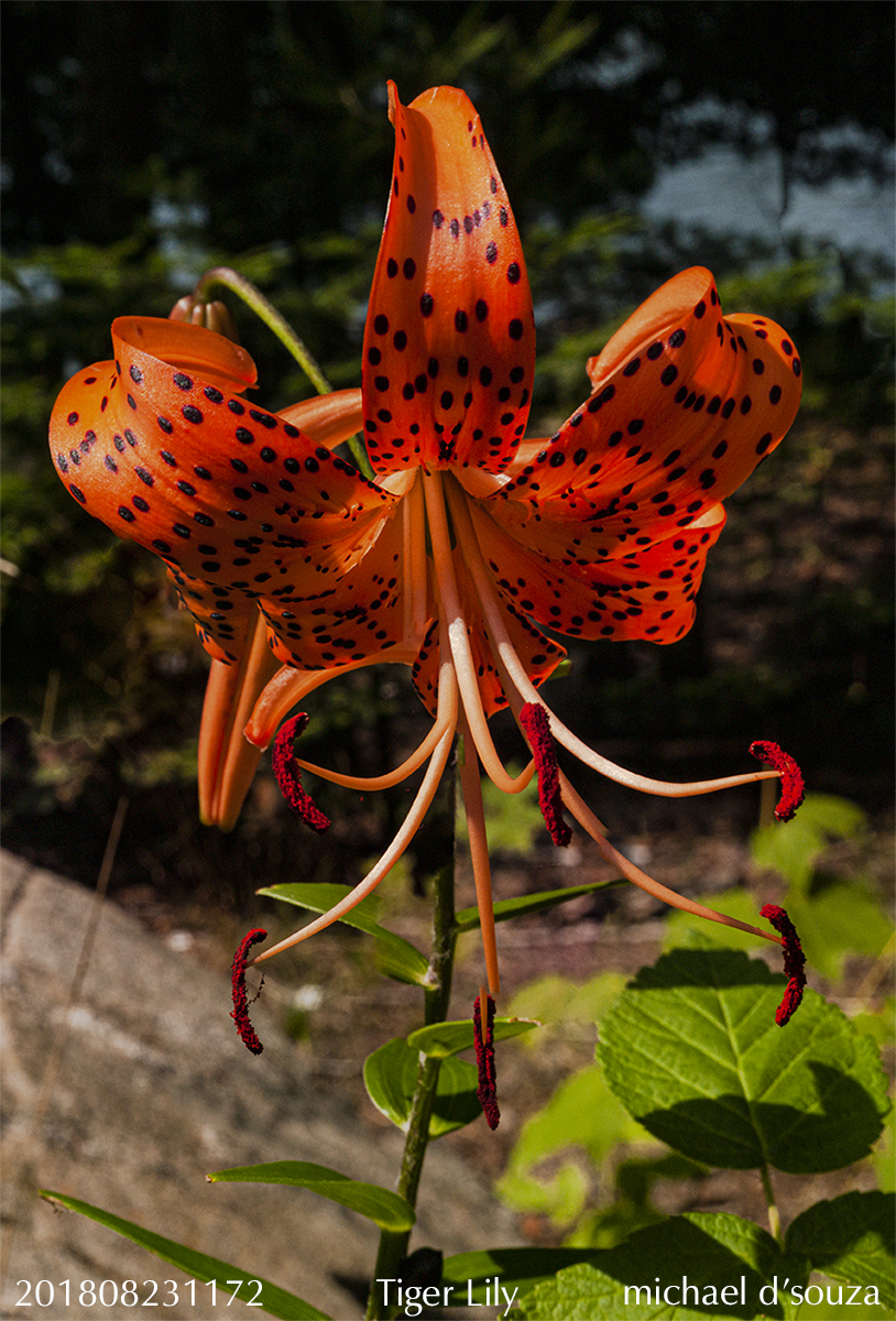 Tiger Lily