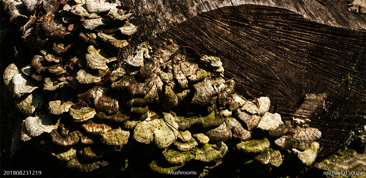 Mushrooms on a tree stump