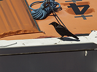 Bird on the Lifeboat