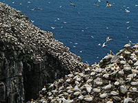 Gannets on Bird Rock