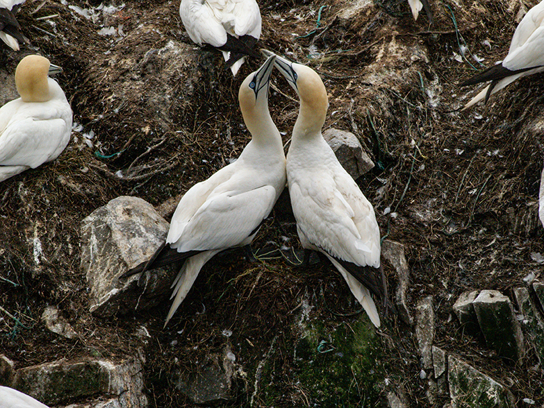 Gannets necking