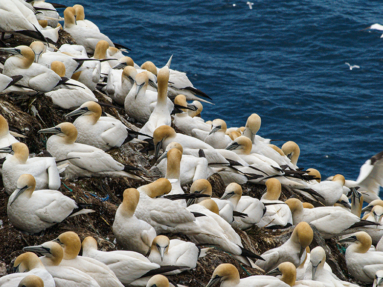 Gannets on Bird Rock