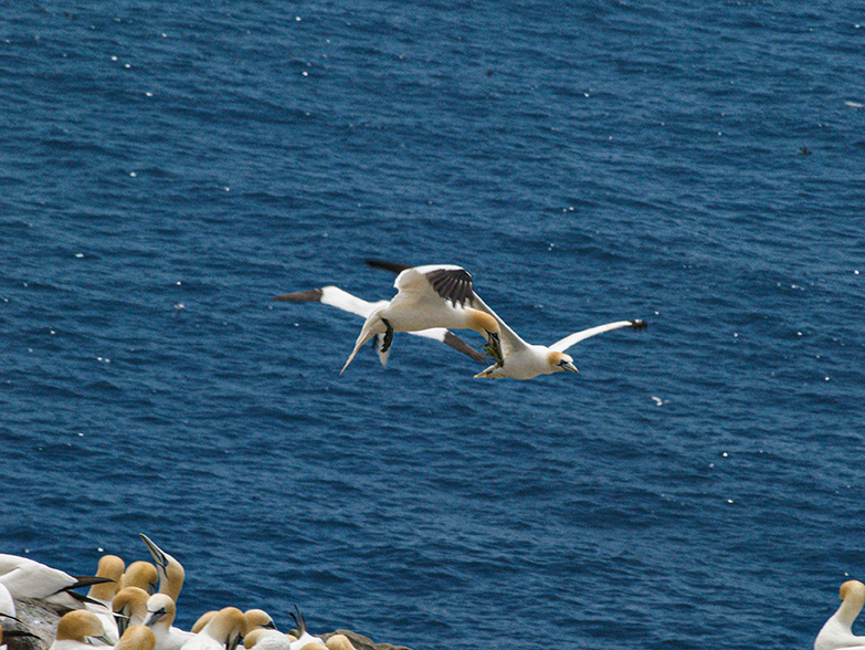 Flying Gannets