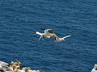 Flying Gannets