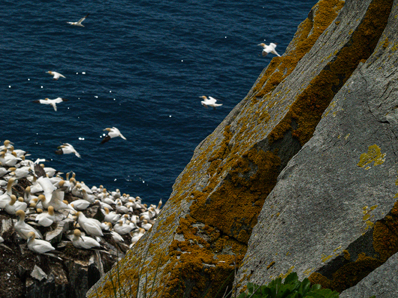 Lichen and gannets