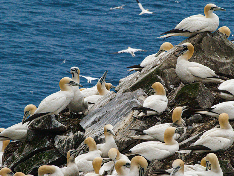 Gannets