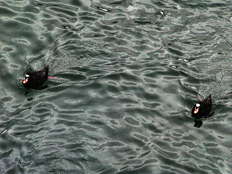 Surf Scoters