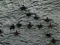 Surf Scoters