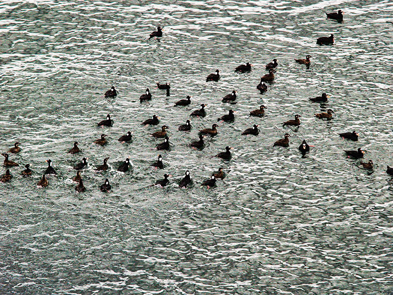 Surf Scoters