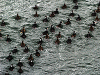 Surf Scoters