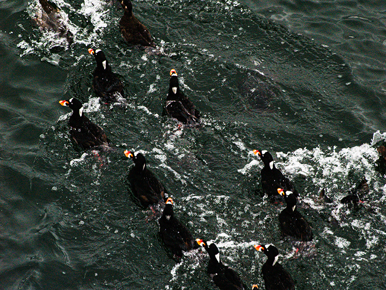 Surf Scoters