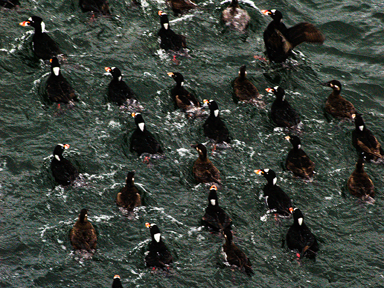 Surf Scoters