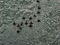 Surf Scoters