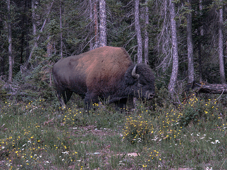 Bison