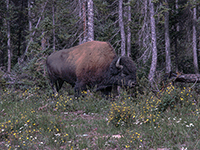 Bison