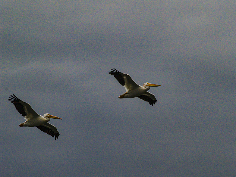 Pair of Pelicans, Griffin, Saskatchewan