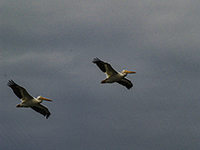 Pair of Pelicans, Griffin, Saskatchewan