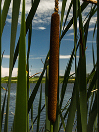 Antons Lake, Minnedosa, Manitoba