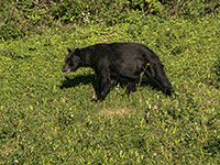 Black Bear