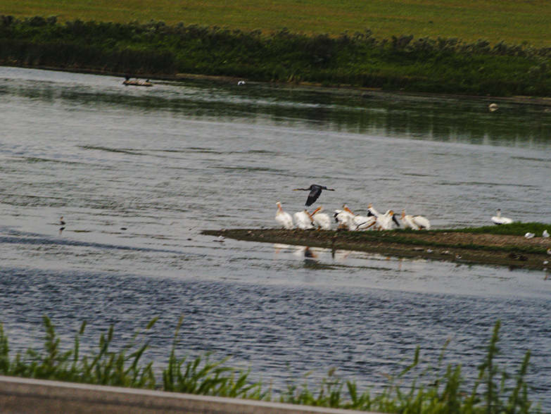 Great Blue Heron over Pelicans