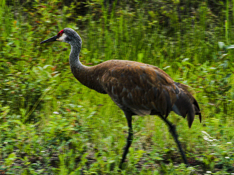 Sandhill Crane