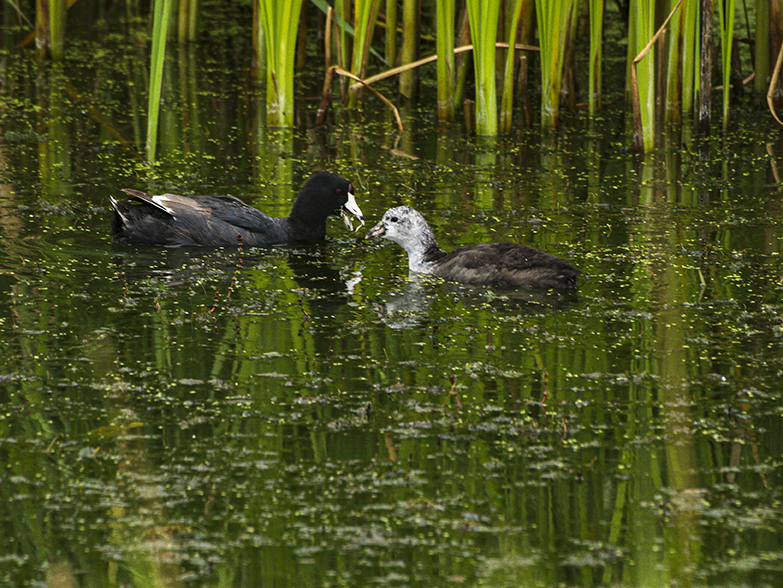 Coot and baby, Griffin, Saskatchewan