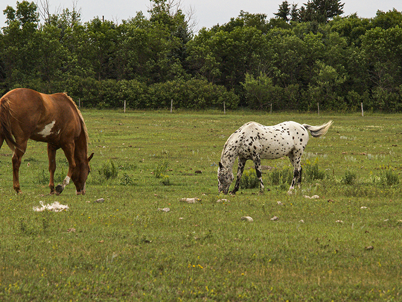 Pastured