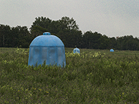 Alfalfa Leafcutter Bee Tent