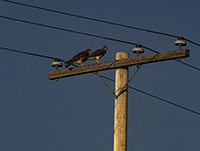 Swainson Hawks