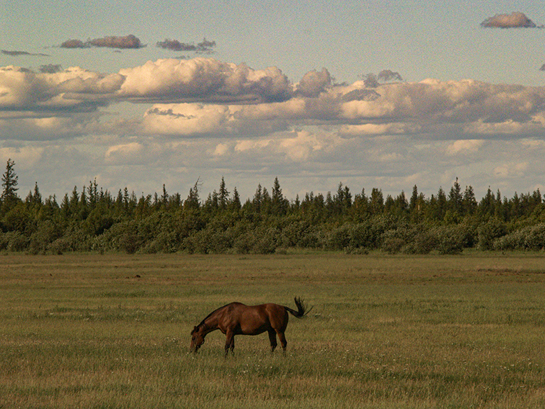 Horse in Pasture