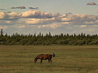 Horse in Pasture