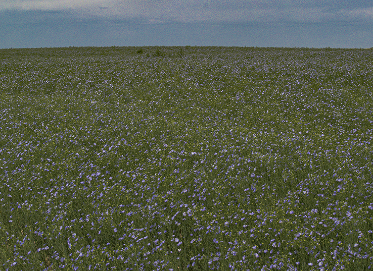 Flax, Viceroy, Saskatchewan