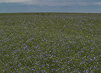 Flax, Viceroy, Saskatchewan