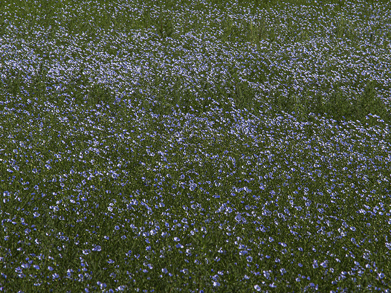 Flax, Viceroy, Saskatchewan