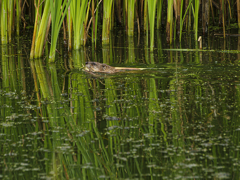 Muskrat