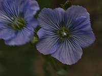 Flax, Viceroy, Saskatchewan