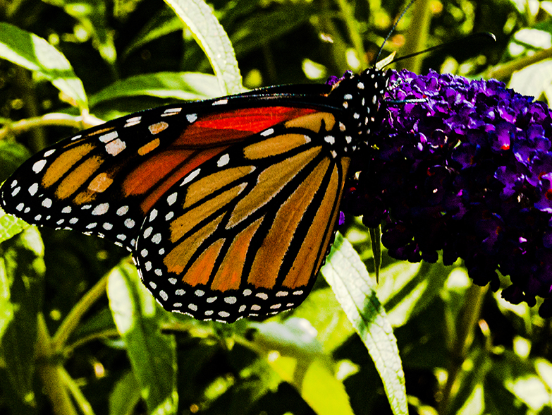 Monarch Butterfly at the Music Garden