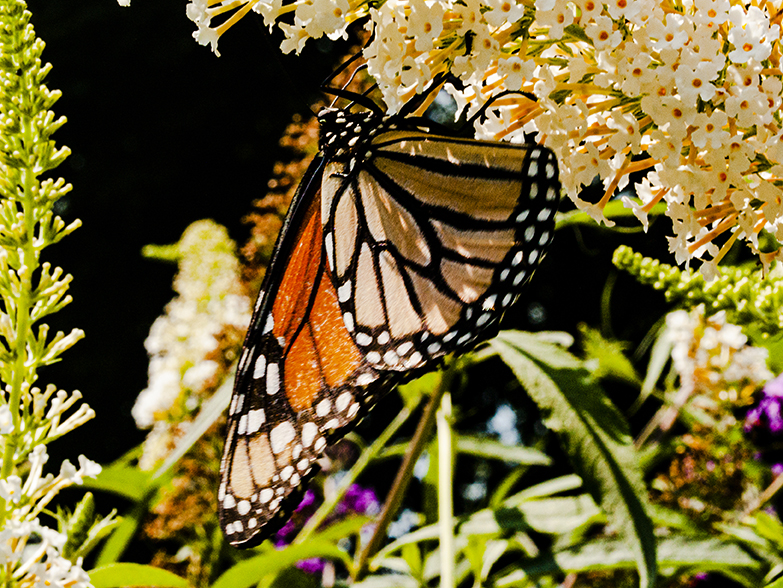 Monarch Butterfly at the Music Garden