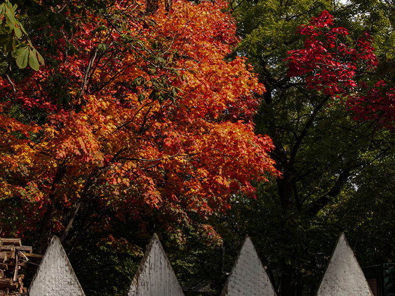 Fenced Autumn Leaves