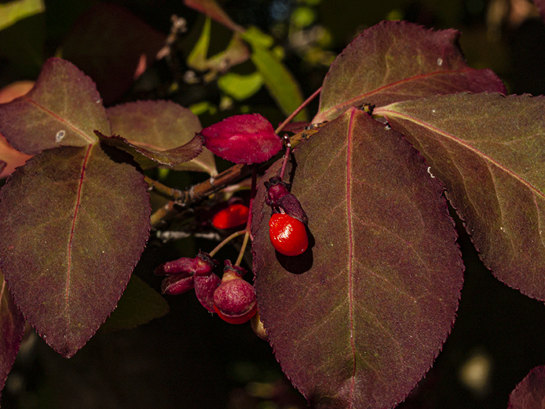 Red Berries and Leaves