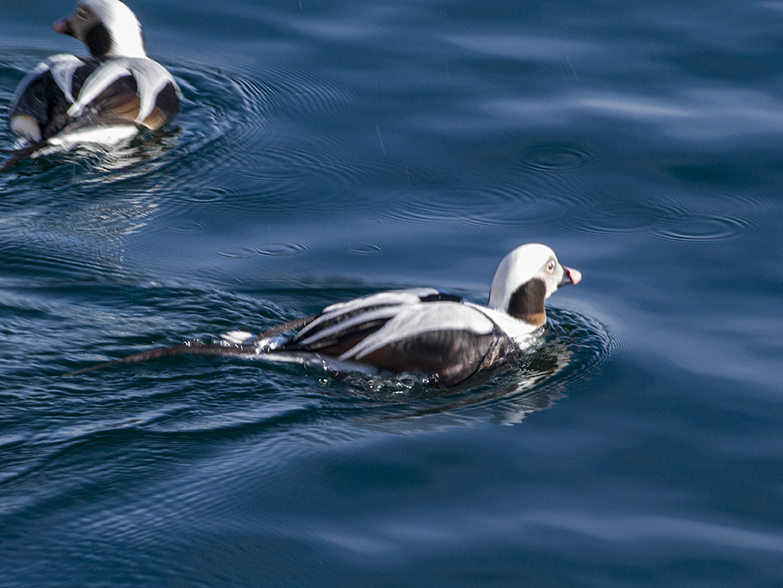 Pair of Long-tailed Ducks