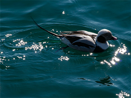 Long-tailed Duck Diving
