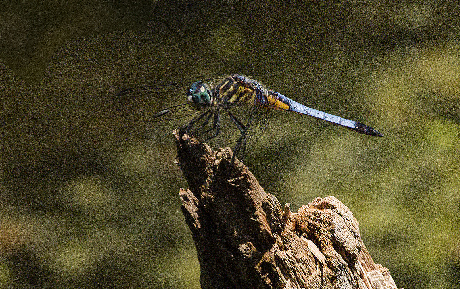 Blue Darter Dragonfly
