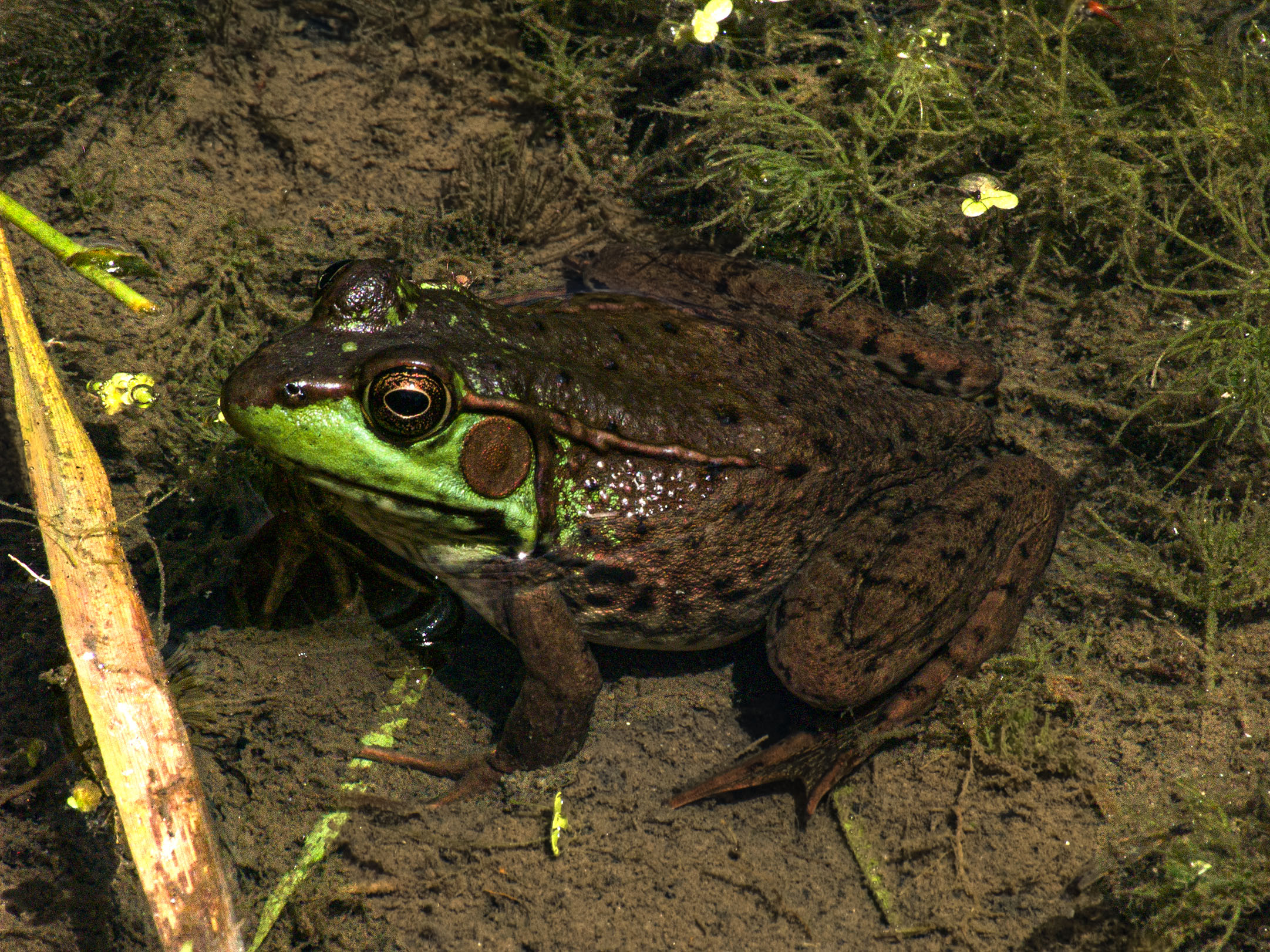 Frog