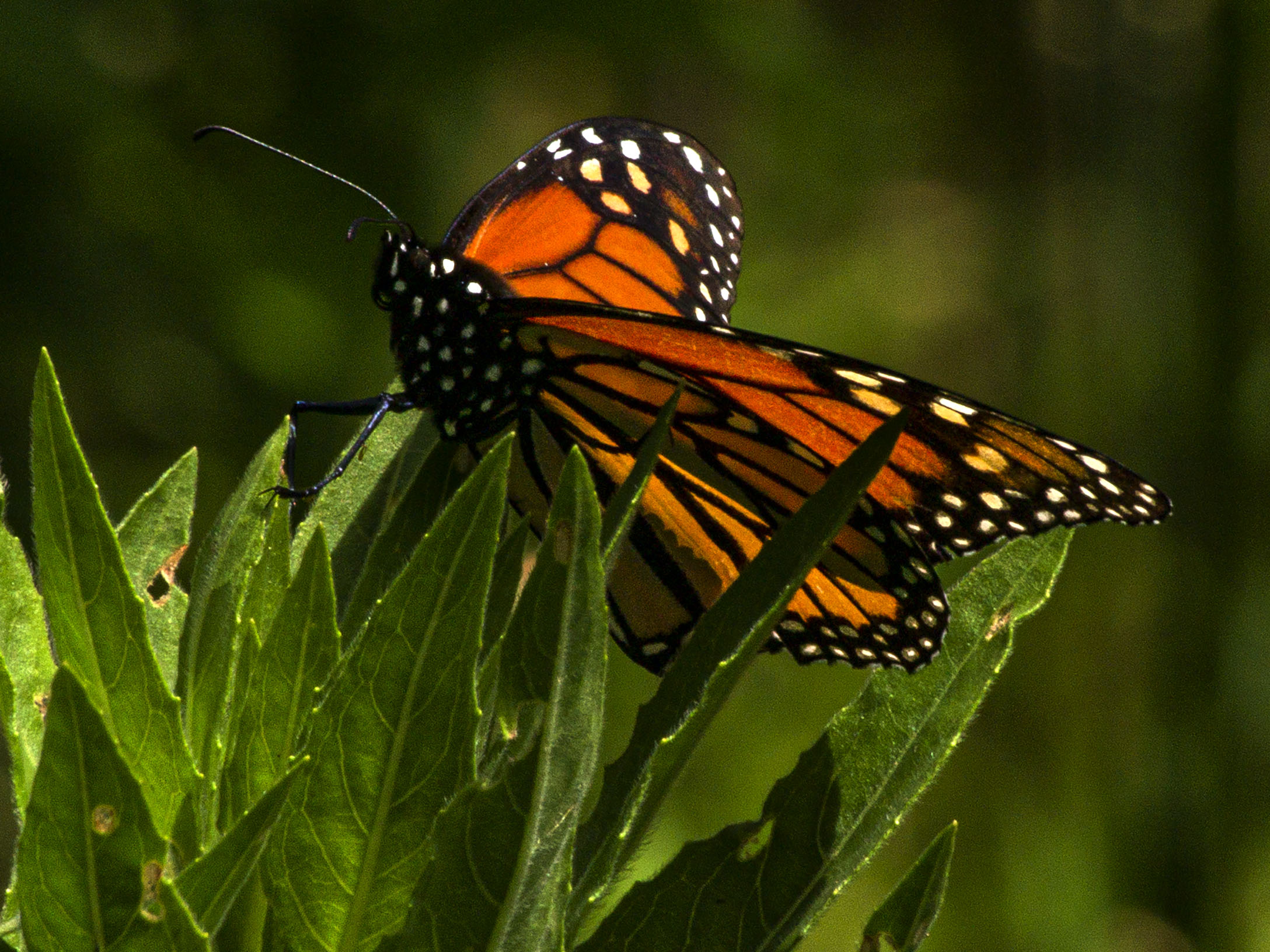 Monarch Butterfly